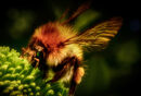 Gathering Nectar - George Mayne