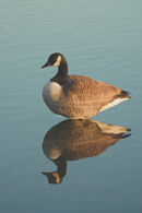 Geese - Adrian Gorst