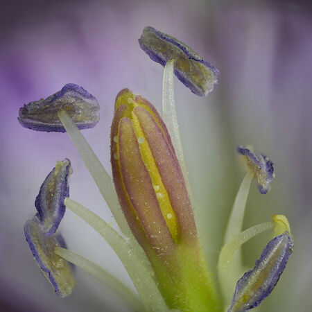 Geranium - D Tyrrell