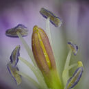 Geranium - D Tyrrell