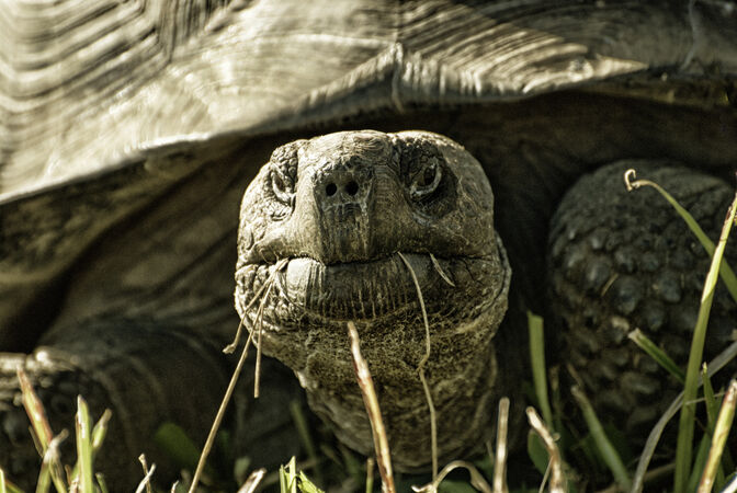 Giant Tortoise Grazing - Ray Benn