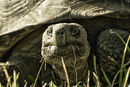 Giant Tortoise Grazing - Ray Benn
