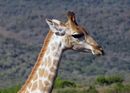 Giraffe - Steve Freeder