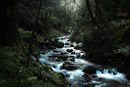 Gloaming - Michael Cassidy