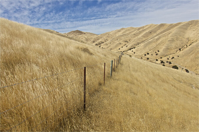 Golden Hills NZ - John Foster