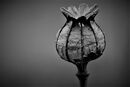 Gone to Seed - Alan Swailes