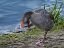 Goose Stepping - Jim Williams