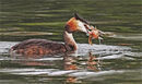 Grebe with Catch - Shylaja Muringoor