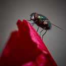 Green Bottle-Luciano