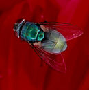 Green Bottle Fly - Luciano Ocesca
