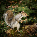 Grey Squirell - Luciano Ocesca