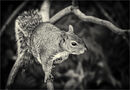 Grey Squirrel - Alan Simpson