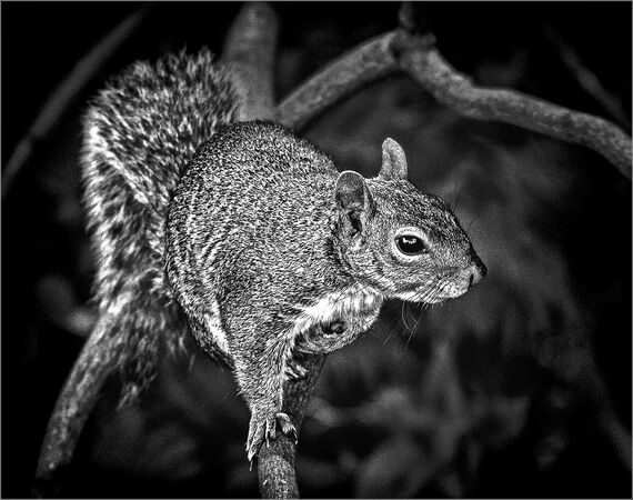 Grey squirrel - Alan Simpson backup image