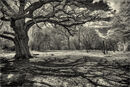 Grimstons Oak - Alan Simpson