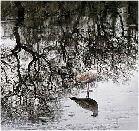 Gull on thin ice - Bente Dahl