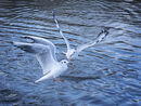 Gulls Avoiding Collision - Jim Williams