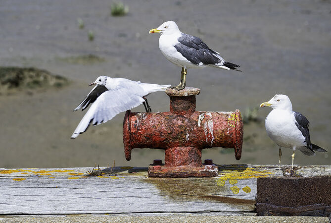 Gulls will be Gulls - Jim Williams