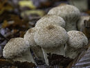 Hainault Forest Fungi - Jim Williams