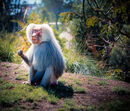 Hamadryas Baboon Stare Off - Sue Rosner
