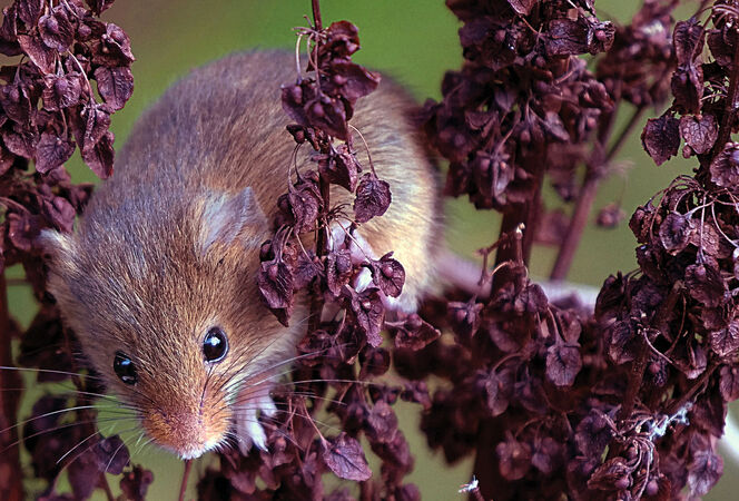 Harvest mouse - Sue Dyson