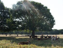 Hello Deer - Sunrise Rutt - Noreen Connolly-2