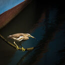 Heron - Ajay Prasannan