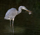 Heron Spikes a Vole - Bob Gibbons