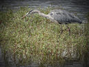 Heron Stalking - Jim Williams