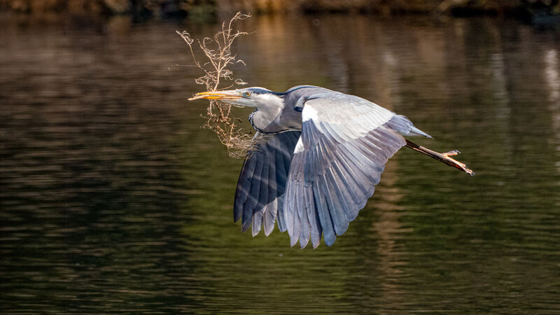 Heron nesting material - Luciano Ocesca