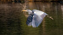 Heron nesting material - Luciano Ocesca