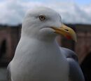 Herring Gull -Alan Taylor
