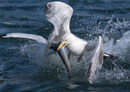 Herring Gull Steals the Mackeral - Kevin Wright