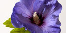 Hibiscus - Chris Saunders