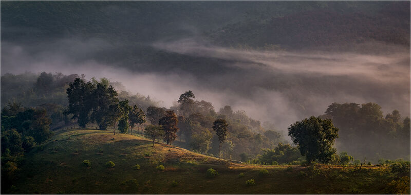 Hillside Mist - David Tyrrell