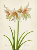 Hippeastrum