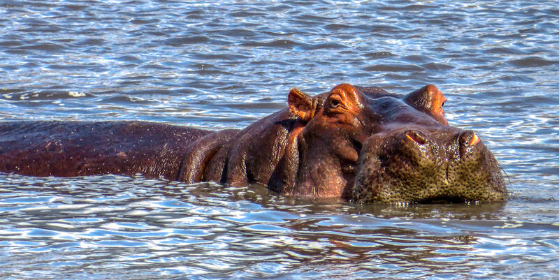 Hippo Swimmig - Hank Bishop
