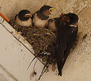 Housemartins - Norman Olley