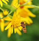 Hover Flight - Lynn Saunders