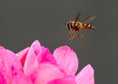 Hoverfly - Luciano Ocesca