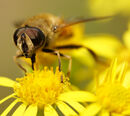 Hoverfly - Sue Matthews