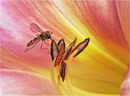 Hoverfly on a Lily - Shyla Muringoor