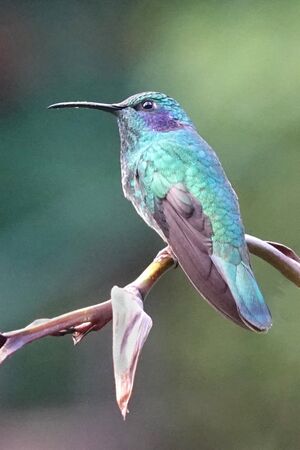 Hummingbird - Steve Freeder