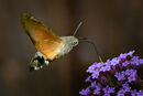 Hummingbird hawk Moth - Luciano Ocesca