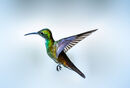 Hummingbird in Flight - Hafiz Tara,