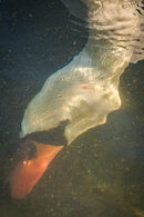 Hunting for food - Steuart Allen