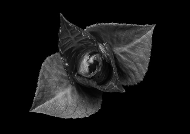 Hydrangea bud - Ed Ad