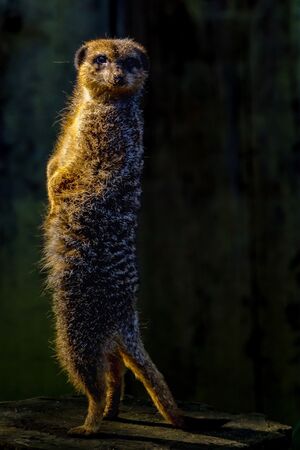 I can see you - Steuart Allen