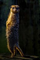 I can see you - Steuart Allen