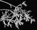 Ice Crystals - Carole Milligan