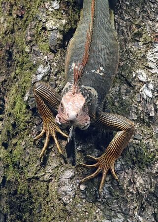 Iguana - Steve Freeder